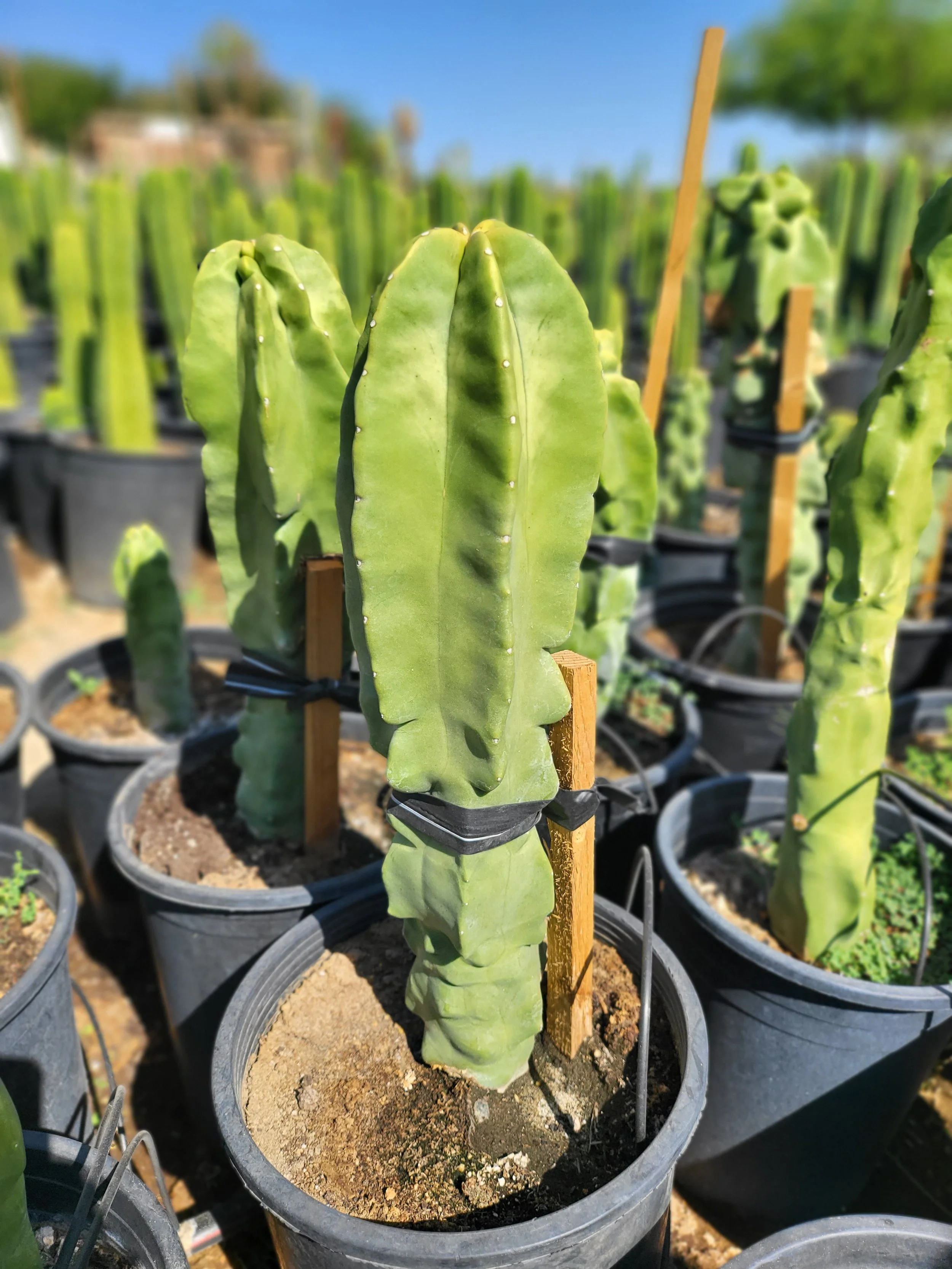 Totem Pole Cactus | Lophocereus Schottii var Monstrosus — GDNC Nursery